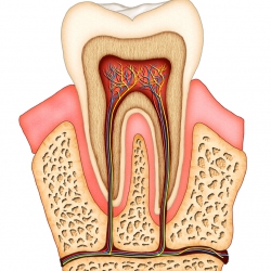Dentistas em Santos - Endodontia